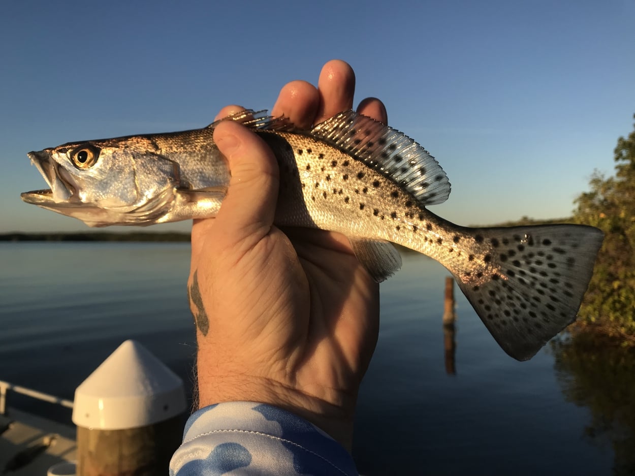 Member catch