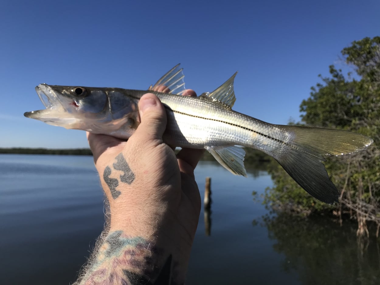 Shore snook